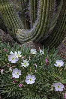 Images Dated 12th March 2021: Spring floral desert gardens at the Arizona Sonoran Desert Museum in Tucson, Arizona, USA