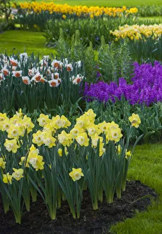 Keukenhof Prints: Spring flowerbeds with daffodils and hyacinth