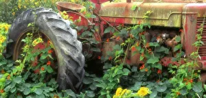 Tractor Prints: Spring flowers adorn an old tractor