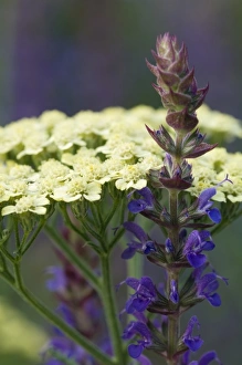 Images Dated 30th July 2007: Spring flowers in bloom