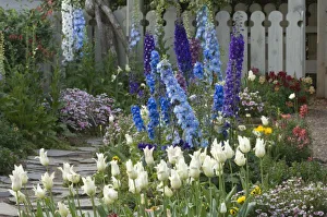 Images Dated 21st April 2007: Spring flowers along a garden path, Georgia