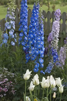 Images Dated 21st April 2007: Spring flowers along a garden path, Georgia