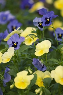 Images Dated 21st April 2007: Spring flowers along a garden path, Georgia