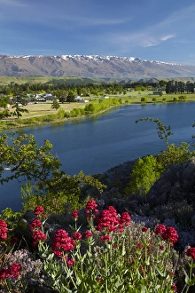 Central Otago Prints: Spring flowers, Lake Dunstan, Cromwell, and Pisa Range, Central Otago, South Island