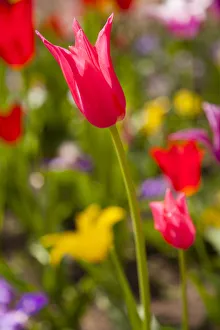 Spring flowers on Pearl Street, Boulder, Colorado, USA