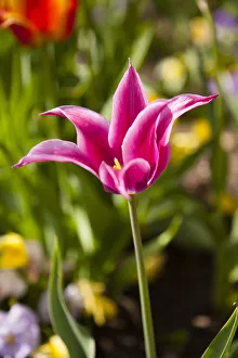 Spring flowers on Pearl Street, Boulder, Colorado, USA