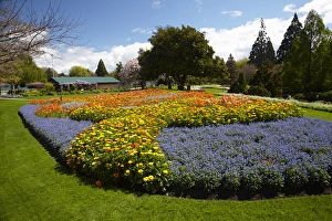 Images Dated 16th October 2011: Spring Flowers, Pollard Park, Blenheim, Marlborough, South Island, New Zealand