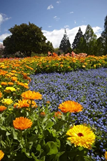 Blenheim Prints: Spring Flowers, Pollard Park, Blenheim, Marlborough, South Island, New Zealand
