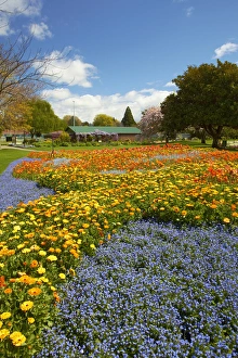 Images Dated 16th October 2011: Spring Flowers, Pollard Park, Blenheim, Marlborough, South Island, New Zealand