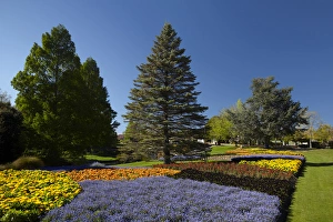 Spring Flowers, Pollard Park, Blenheim, Marlborough, South Island, New Zealand