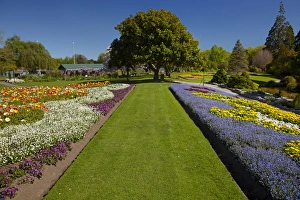 Images Dated 11th October 2012: Spring Flowers, Pollard Park, Blenheim, Marlborough, South Island, New Zealand