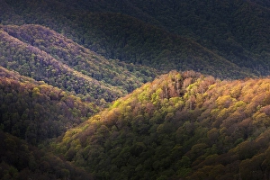 Images Dated 18th January 2024: Spring foliage on mountain forest, Great Smoky Mountains National Park, Tennessee