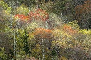 Images Dated 18th January 2024: Spring foliage on mountain forest, Great Smoky Mountains National Park, Tennessee