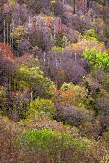 Images Dated 18th January 2024: Spring foliage on mountain forest, Great Smoky Mountains National Park, Tennessee