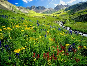 Spring is graced with American Basin wildflowers in the Colorado Rocky Mountains