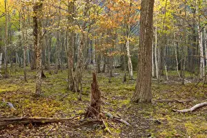 Fallen Prints: Spring in a hardwood forest on Mount Desert Island near Acadia National Park