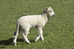 Lamb Prints: Spring lamb, Dunedin, Otago, South Island, New Zealand