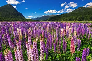 Spring lupine in Eglinton Valley, Fiordland National Park, South Island, New Zealand