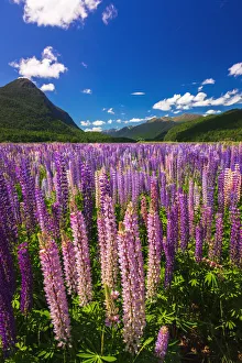 Images Dated 1st July 2021: Spring lupine in Eglinton Valley, Fiordland National Park, South Island, New Zealand