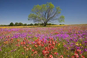 Paint Brush Prints: Spring mesquite trees growing in wildflowers, Texas, USA, North America