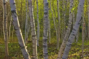 Images Dated 13th May 2009: Spring in a paper birch forest on Mount Desert Island near Acadia National Park
