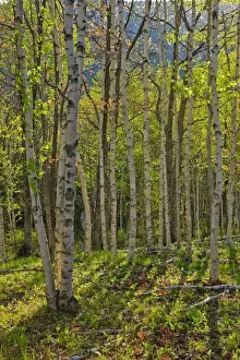 Wooded Prints: Spring in a paper birch forest on Mount Desert Island near Acadia National Park