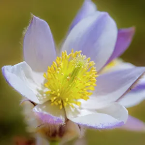 Romantic Prints: Spring pasqueflower also called arctic violet