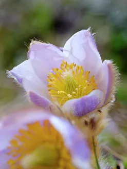 Raindrop Prints: Spring pasqueflower also called arctic violet