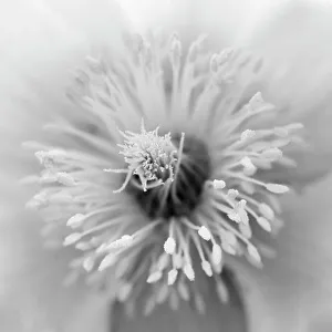 Grison Alps Prints: Spring pasqueflower also called arctic violet