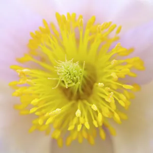 Grison Alps Prints: Spring pasqueflower also called arctic violet