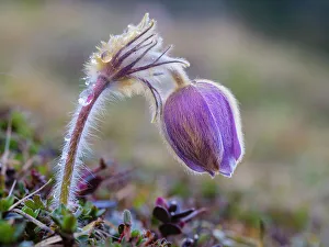 Raindrop Prints: Spring pasqueflower also called arctic violet