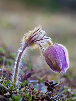 Raindrop Prints: Spring pasqueflower also called arctic violet
