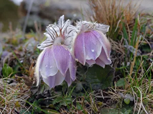 Raindrop Prints: Spring pasqueflower also called arctic violet