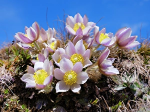 Mall Prints: Spring pasqueflower, also called arctic violet