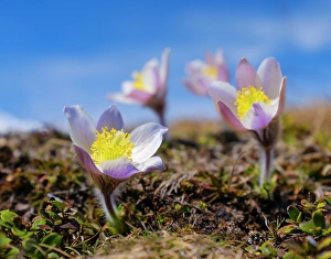 Mall Prints: Spring pasqueflower, also called arctic violet