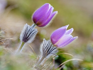 Mall Prints: Spring pasqueflower, also called arctic violet