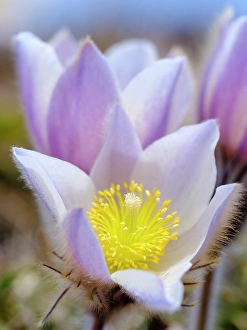 Mall Prints: Spring pasqueflower, also called arctic violet