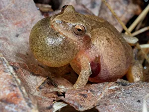 Images Dated 23rd August 2022: Spring peeper calling, Pennsylvania, USA