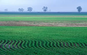 Images Dated 12th October 2006: Spring plowed field of crops