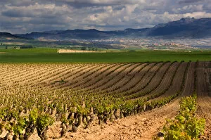 Images Dated 8th May 2006: Spring time vineyards roll to the distant village of Briones and mountains in the