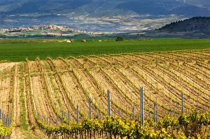 Images Dated 8th May 2006: Spring time vineyards roll to the distant village of Briones and mountains in the