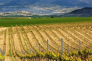 Images Dated 8th May 2006: Spring time vineyards roll to the distant village of Briones and mountains in the