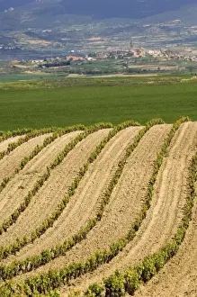 Images Dated 8th May 2006: Spring time vineyards roll to the distant village of Briones and mountains in