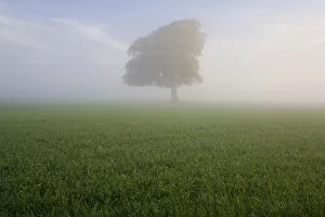 Spring tree in field, Gloucestershire, England, UK