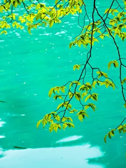 Images Dated 5th May 2015: Spring trees and lake in the National Park