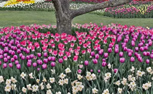 Bulb Prints: Spring tulip garden in full bloom around cherry tree, Skagit Valley, Washington State