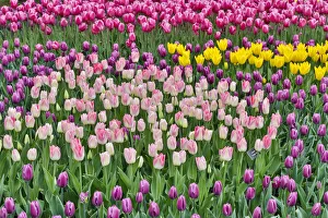 Images Dated 17th September 2019: Spring tulip garden in full bloom, Skagit Valley, Washington State