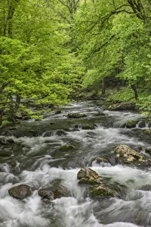 Verdant Prints: Spring view of forest along Middle Prong of Little Pigeon River