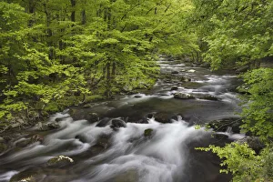 Spring view of forest along Middle Prong of Little Pigeon River, Great Smoky Mountains National Park, Tennessee