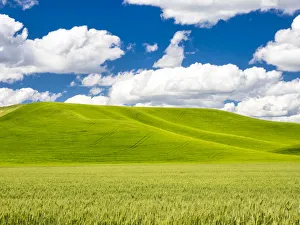 Palouse Prints: Spring wheat field with puffy clouds